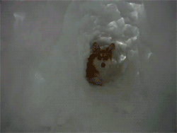 どこまでも脱線していくトピ