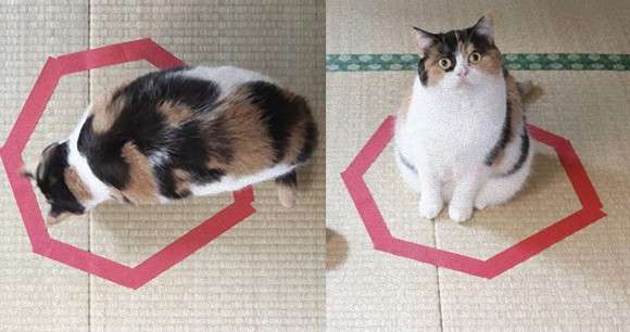 コードかテープがあればよい。驚くほど猫がホイホイする、猫転送装置の作り方がブレイク中 : カラパイア