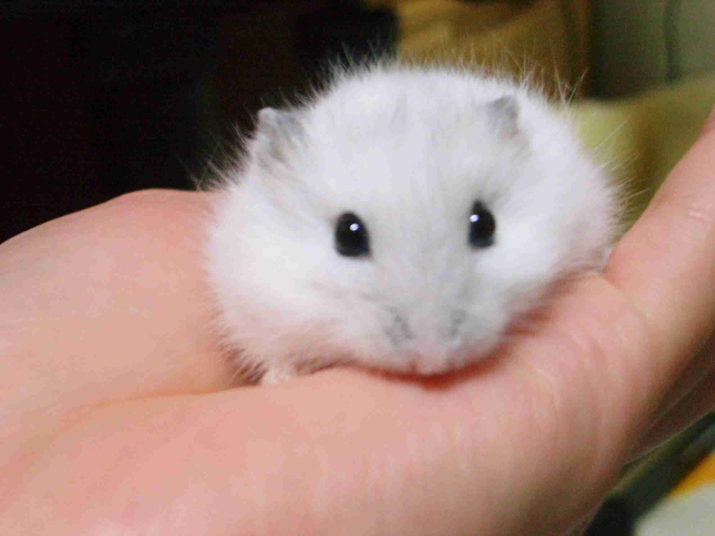 変わった動物を飼ってる人