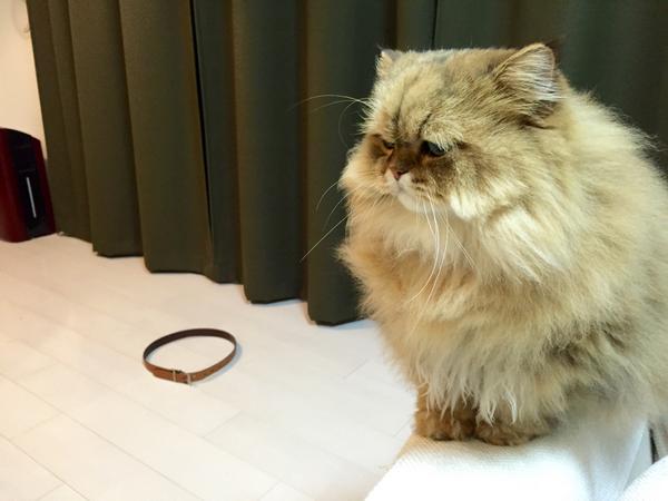 コードかテープがあればよい。驚くほど猫がホイホイする、猫転送装置の作り方がブレイク中
