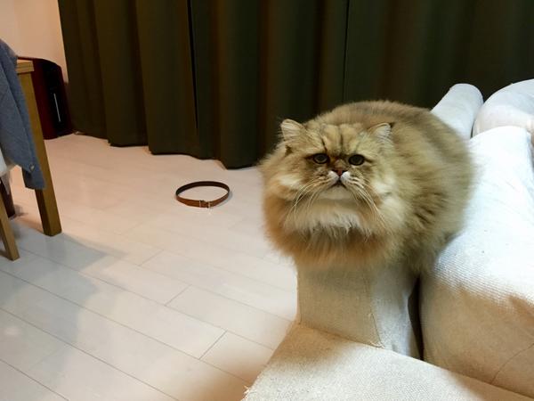 コードかテープがあればよい。驚くほど猫がホイホイする、猫転送装置の作り方がブレイク中