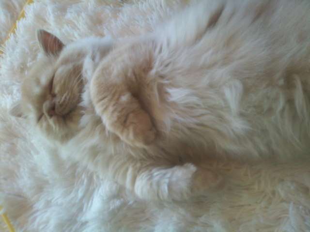 【画像】とんでもなく丸い白猫がツイッターで話題にｗｗ