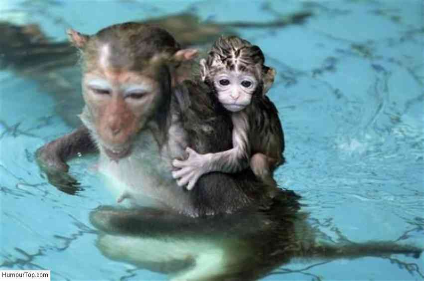 泳ぐ動物の画像を貼るトピ