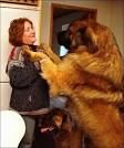 でかすぎる！超大型犬の画像まとめ - NAVER まとめ