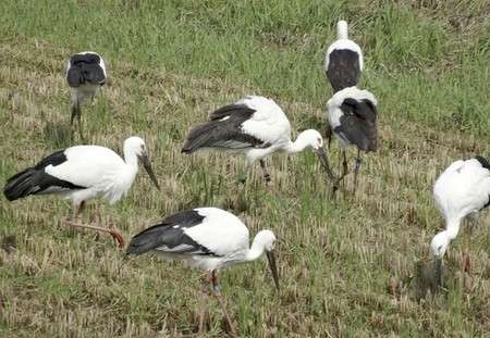 コウノトリ8羽　浜松や静岡に飛来 （＠S［アットエス］ by 静岡新聞） - Yahoo!ニュース