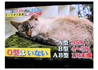 猫はA型でカエルはAB型？知っておきたいペットの血液型