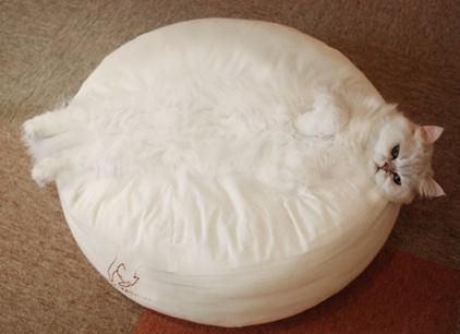 【画像】 とんでもなく丸い白猫がツイッターで話題にｗｗｗ : 〓 ねこメモ 〓