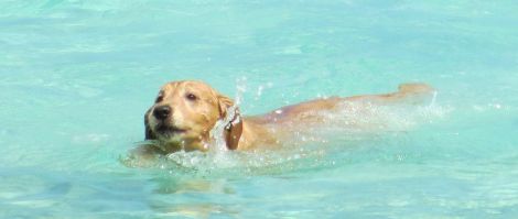 泳ぐ動物の画像を貼るトピ