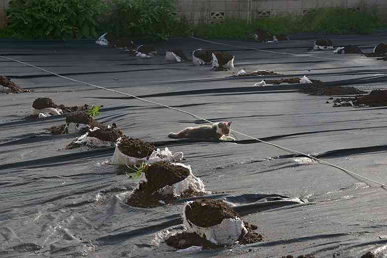 【画像】とんでもなく丸い白猫がツイッターで話題にｗｗ