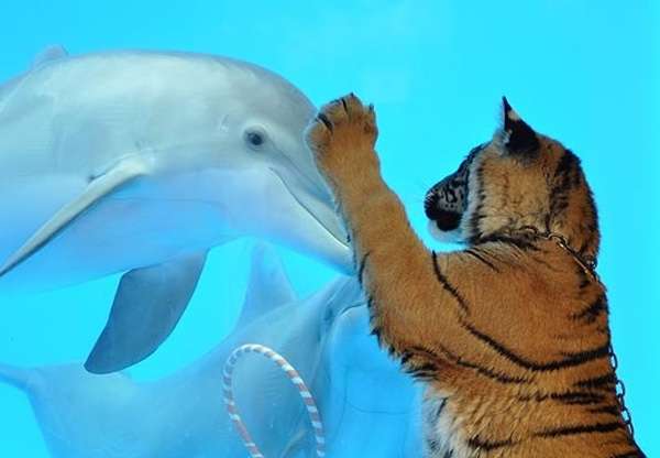 泳ぐ動物の画像を貼るトピ