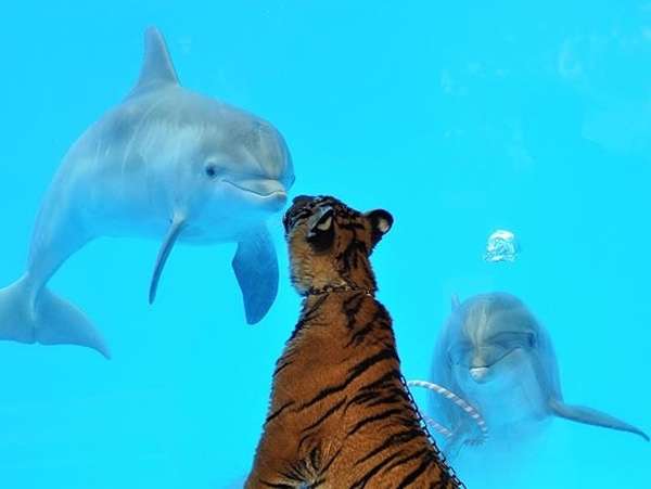 泳ぐ動物の画像を貼るトピ