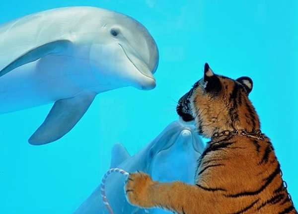 泳ぐ動物の画像を貼るトピ