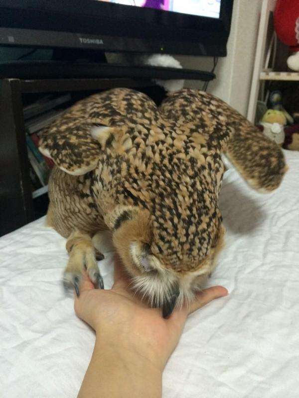 変わった動物を飼ってる人