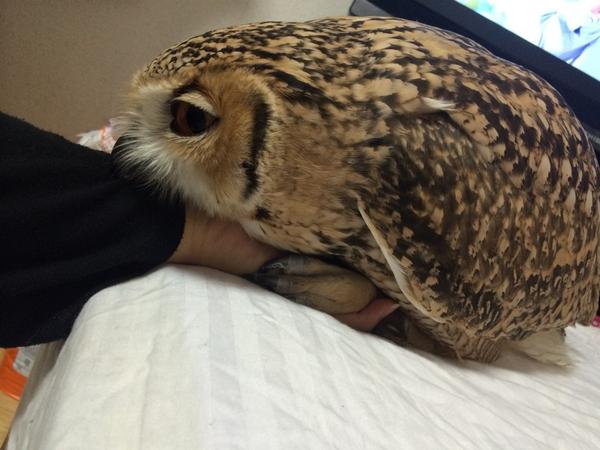 変わった動物を飼ってる人