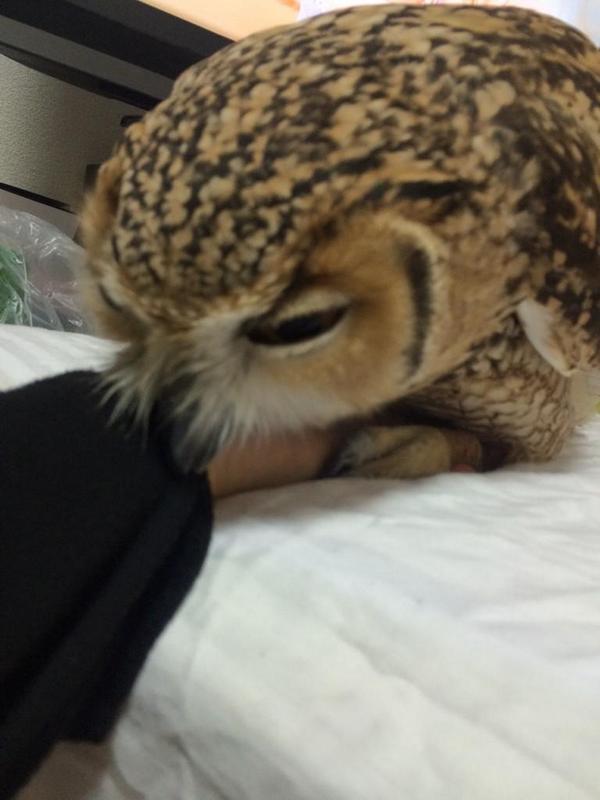 変わった動物を飼ってる人