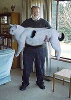 でかすぎる！超大型猫の画像まとめ - NAVER まとめ