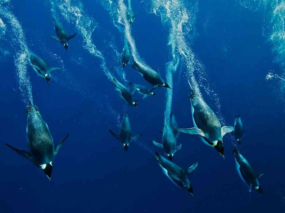 泳ぐ動物の画像を貼るトピ