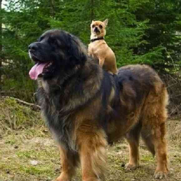大型犬よりも大きい 超大型犬の迫力が凄すぎる
