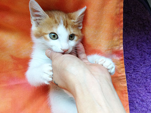 猫の引っ掻き傷を可愛く隠す「にゃんそうこう」が登場!これは欲しい!!