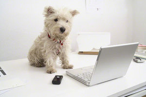 犬はたったの１０秒...？動物たちが持つ記憶力の実態 - NAVER まとめ