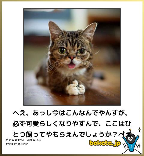 動物関連の「ボケて」貼ってください!