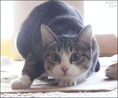 imgur: the simple image sharer