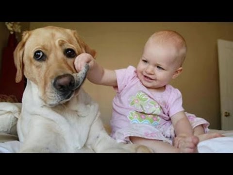 犬と赤ちゃん 謎の会話動画特集！ - YouTube