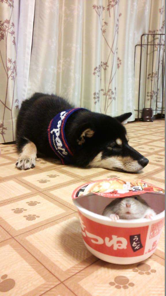 ハムスターのかくれんぼが上手すぎるww