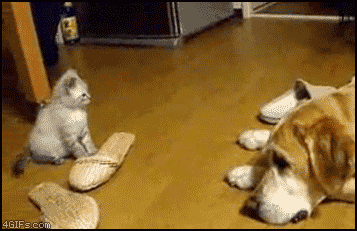 犬と子猫が出会った様子が癒される