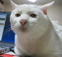 海外ドラマ「CSI:ニューヨーク」の日本の猫の置物についてのシーンが突っ込まずにはいられないwww