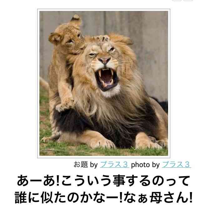 動物関連の「ボケて」貼ってください!