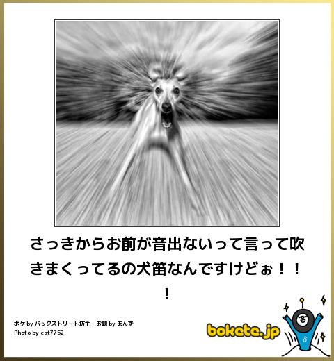 動物関連の「ボケて」貼ってください!