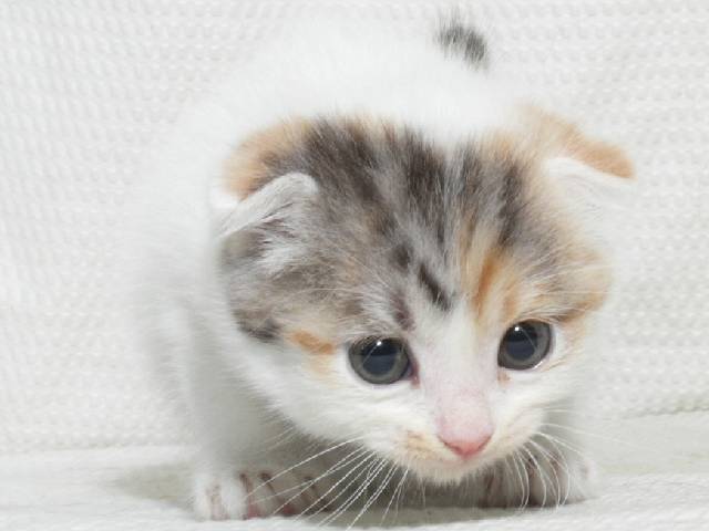 ガルちゃんで画像とサイトを張り付ける練習トピpart5