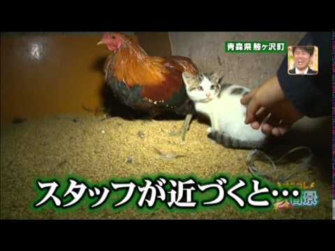 子猫を温めるニワトリ 2013 1 9 - YouTube