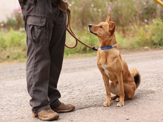 犬はたったの10秒?動物たちが持つ記憶力の実態