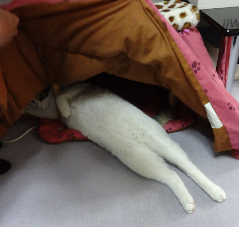 100均の材料で「猫用こたつ」を作った結果ｗ