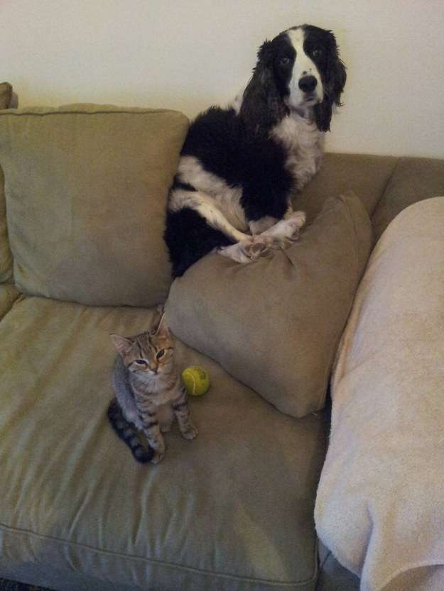 犬と子猫が出会った様子が癒される