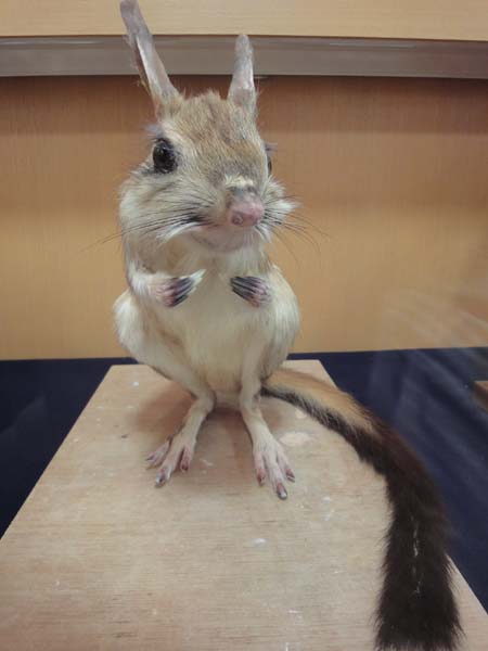 変わった動物を飼ってる人