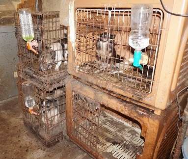 ◆緊急現状報告◆元ブリーダー崩壊現場は酷過ぎました・・・・｜長崎 Life of Animalのブログ