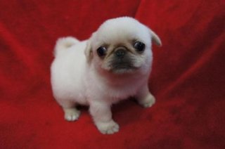 ヒマな人が、なんとなく来るトピ
