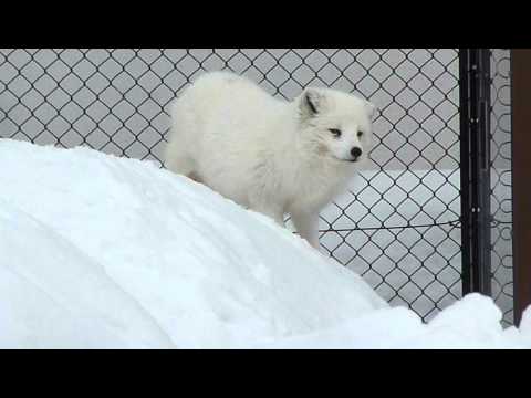ホッキョクギツネの鳴き声 - YouTube