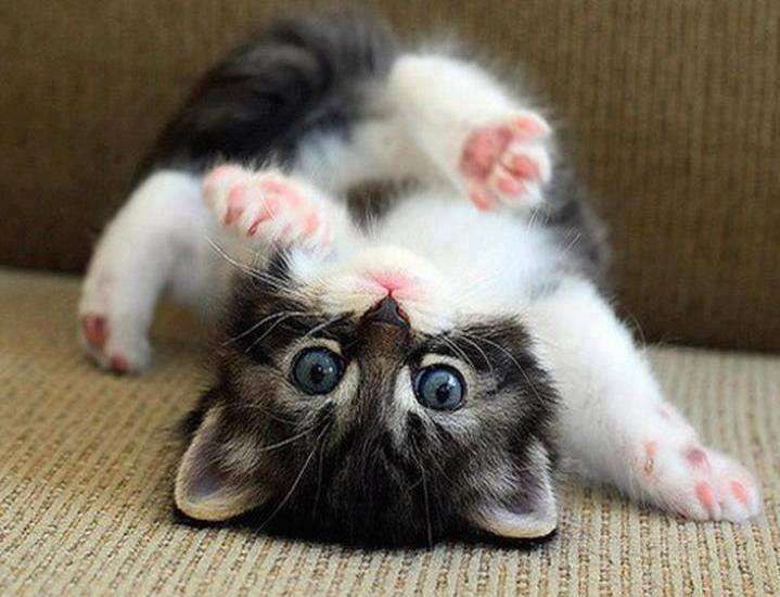 『ガルちゃん猫図鑑』