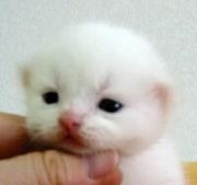 『ガルちゃん猫図鑑』