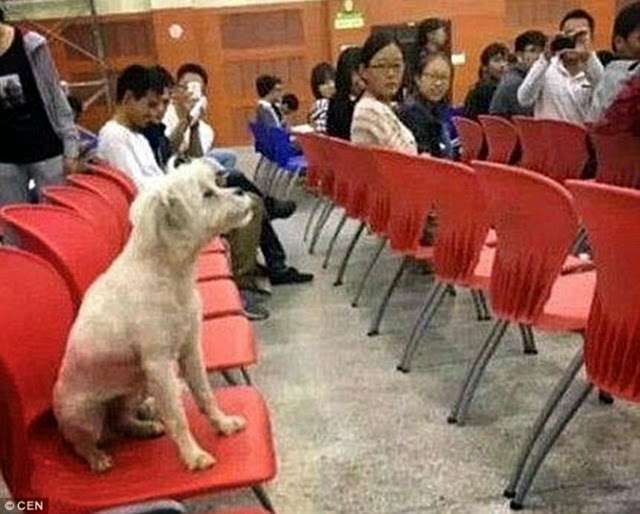 大学で講義を一緒に聴いていたマスコット犬、職員に毒殺され学生激怒