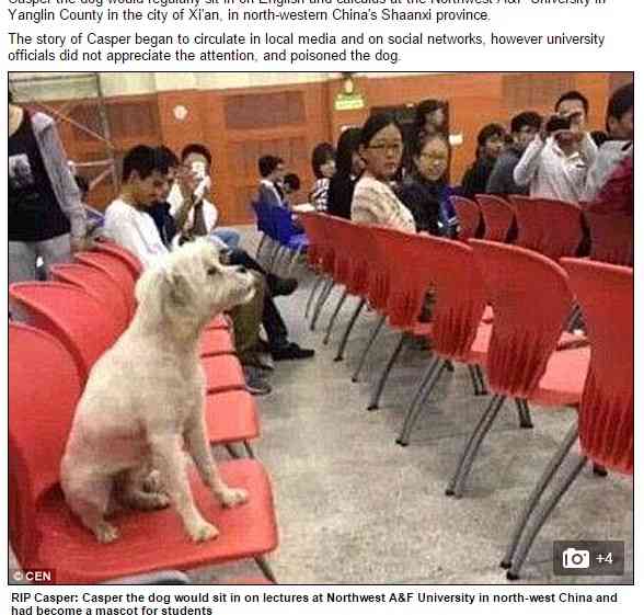 講義を一緒に聴いていたマスコット犬、大学職員に毒殺され学生激怒。（中国） | Techinsight|海外セレブ、国内エンタメのオンリーワンをお届けするニュースサイト