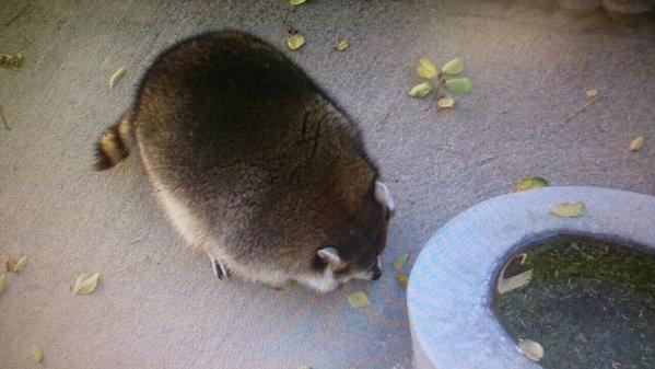山梨県の動物園にいるアライグマが丸すぎるｗｗｗ