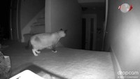米・カリフォルニア州で空き巣の様子を防犯カメラとネコが目撃(フジテレビ系（FNN）) - Yahoo!ニュース