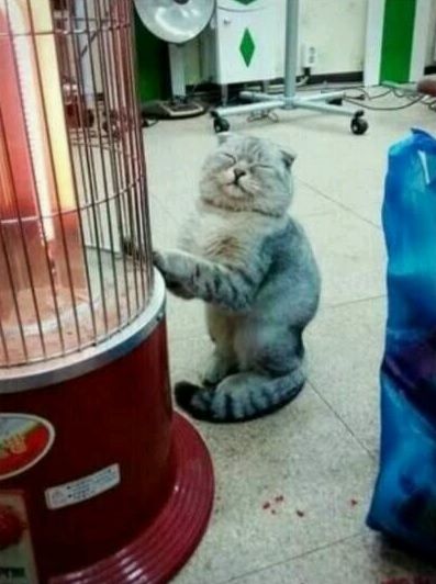 なんともいえない表情の画像をください