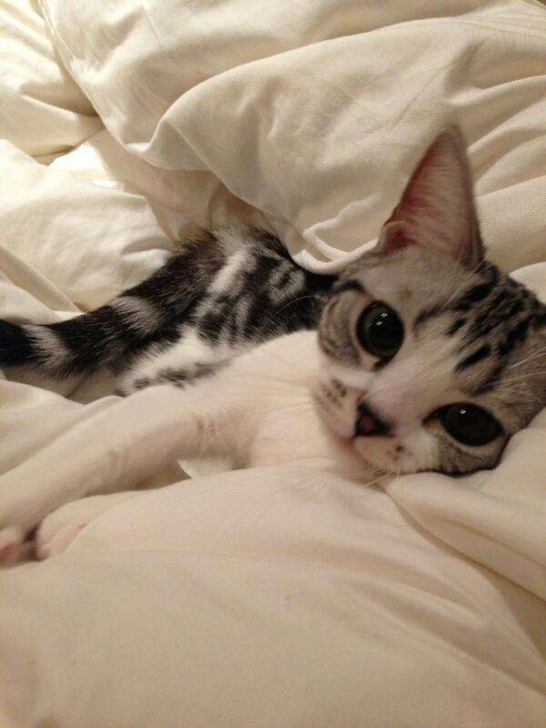 前田敦子、ペットは「猫が8匹、犬が6匹…」「知らない間にどんどん増えてる」