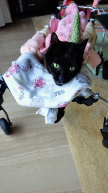 飼い猫の最期を看取った杉本彩のブログが感動的だと話題に